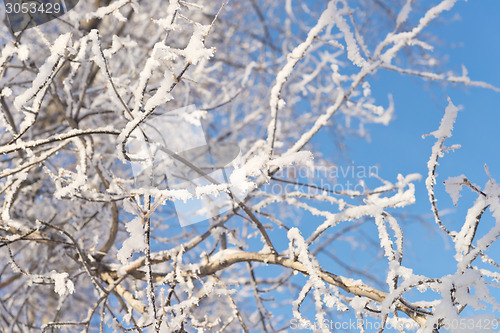 Image of tree branch