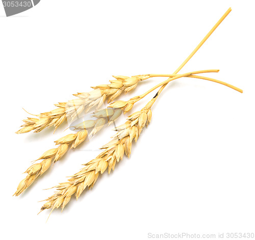 Image of wheat ears