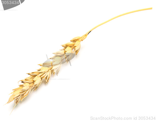 Image of wheat ear