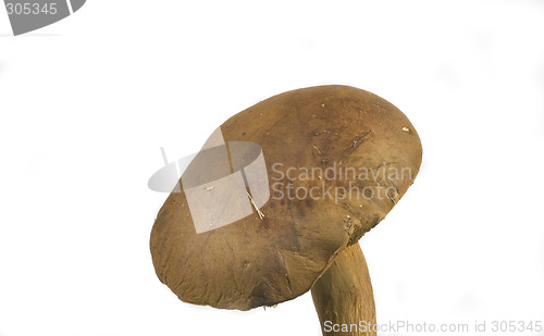 Image of wilde mushroom