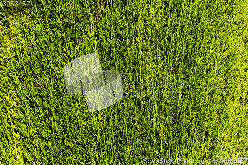 Image of Green Hedge background