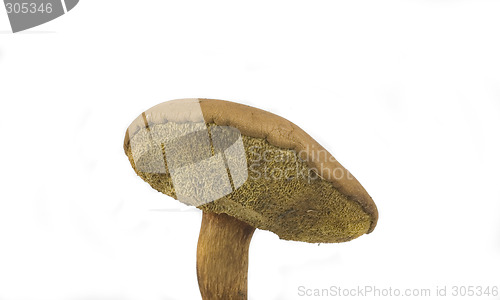 Image of wilde mushroom