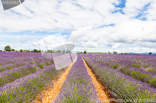 Image of Lavander field