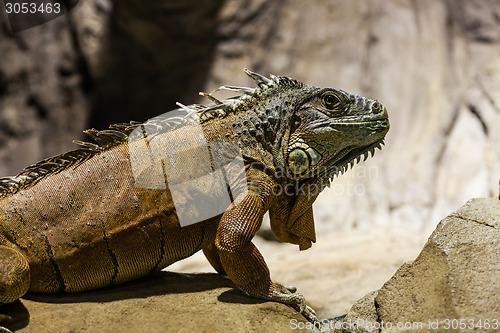 Image of Green Iguana