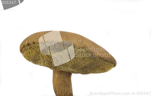 Image of wilde mushroom