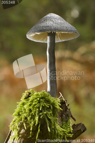 Image of mushroom