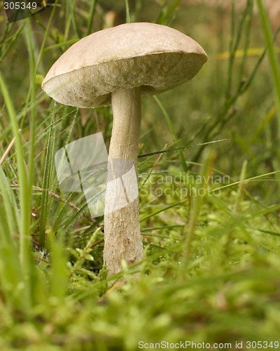 Image of mushroom