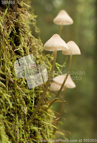 Image of fungi