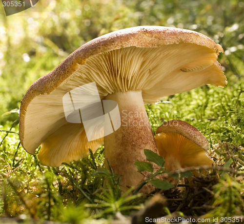 Image of mushroom