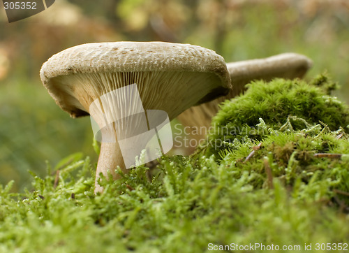 Image of mushroom