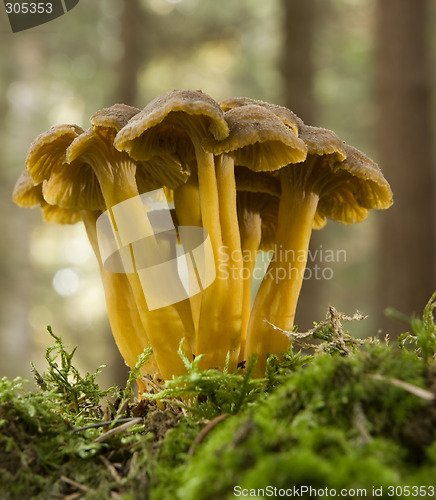 Image of mushroom