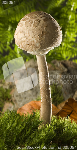 Image of parasol