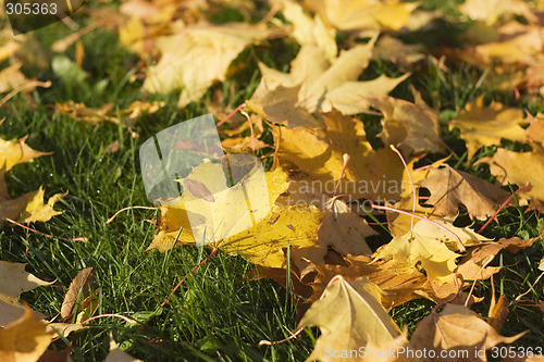 Image of yellow autumn leaf