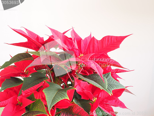 Image of Poinsettia Christmas star