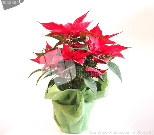 Image of Poinsettia Christmas star