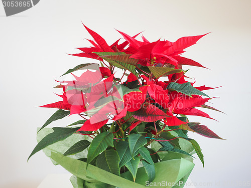 Image of Poinsettia Christmas star