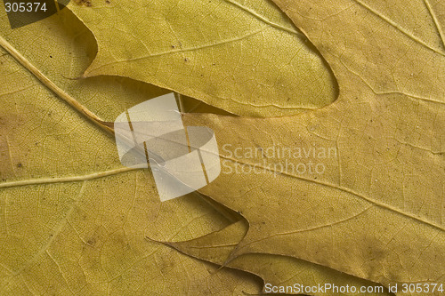 Image of leaf background