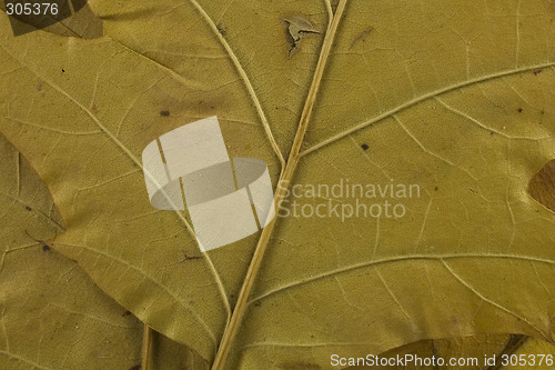Image of leaf background