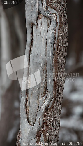 Image of The wound on the tree
