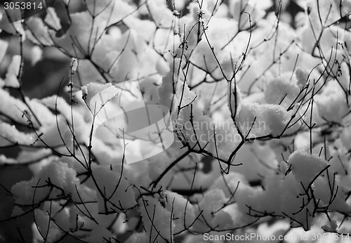 Image of Snow on branches