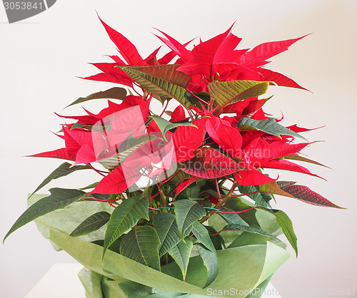 Image of Poinsettia Christmas star