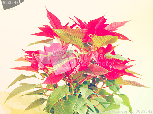 Image of Poinsettia Christmas star