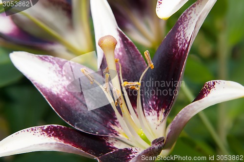 Image of Black lily