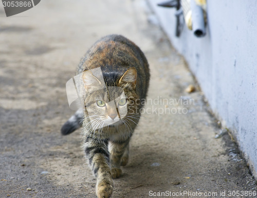 Image of Cat walking