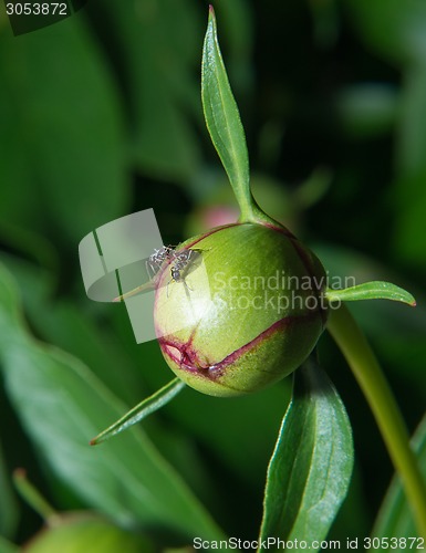 Image of Peony flower in bud with ants
