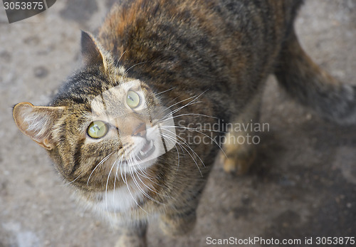 Image of Cat meaw