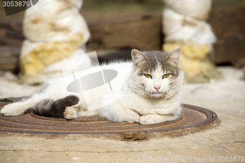 Image of Cat resting on metal plate