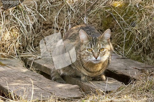 Image of Serios cat portrait