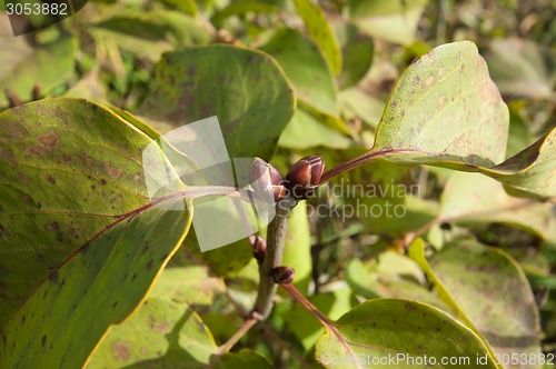 Image of Lilac branch