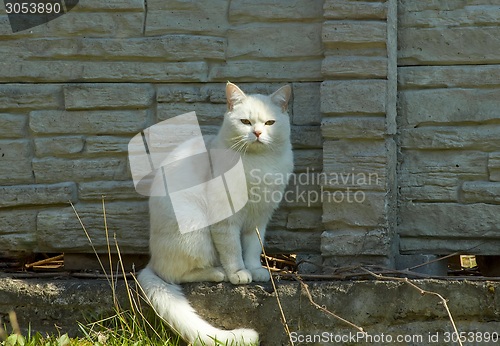 Image of White cat near the fence