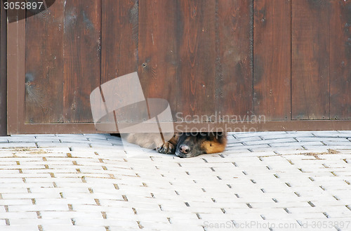 Image of Angry dog looking