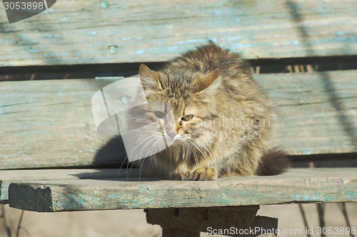 Image of Cat sitting on a bench