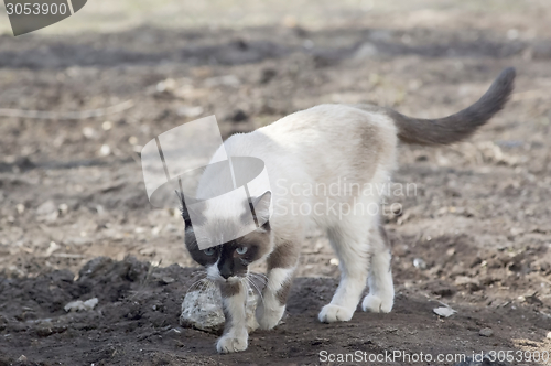 Image of Walking siamese cat
