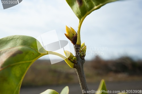 Image of Lilac branch