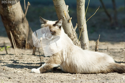 Image of Posing siamese cat