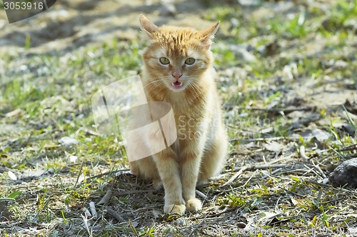 Image of Red cat meaw