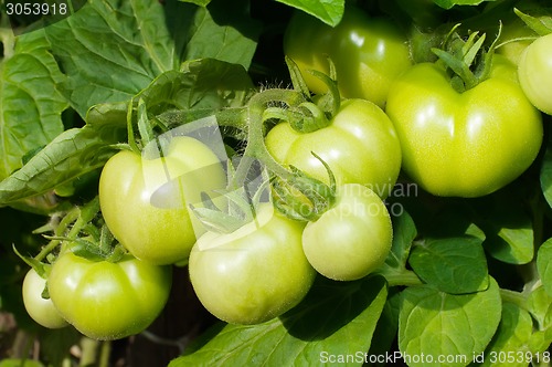 Image of Branch of green tomatoes