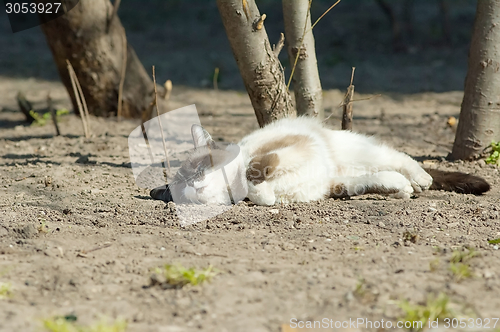 Image of Funny lying cat