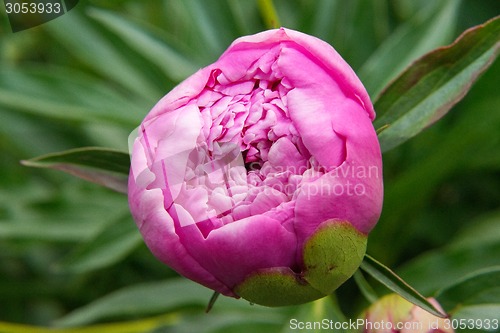 Image of Peony flower in full bloom