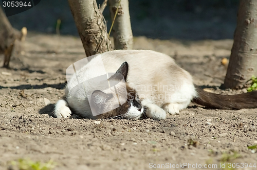 Image of Funny sleeping cat