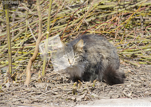 Image of Serious cat look from a bush