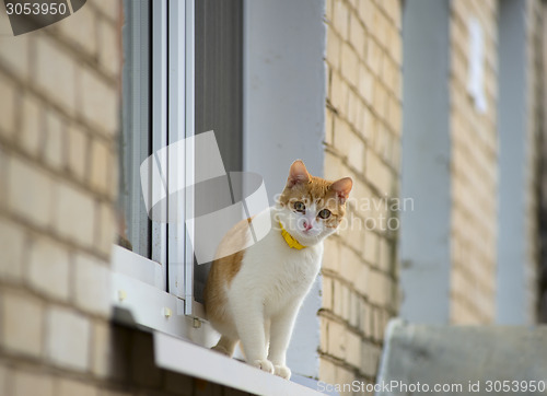 Image of Red kitten on window
