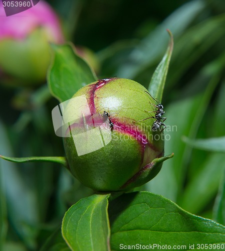 Image of Peony flower in bud with ants