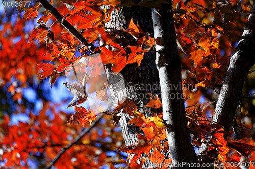 Image of tree in the Fall with the sun shining through 