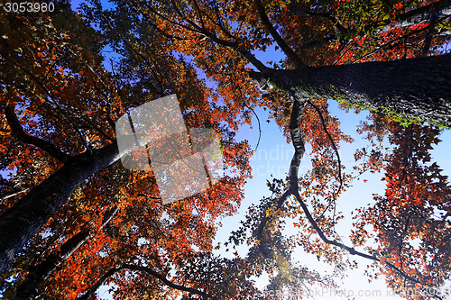 Image of tree in the Fall with the sun shining through 