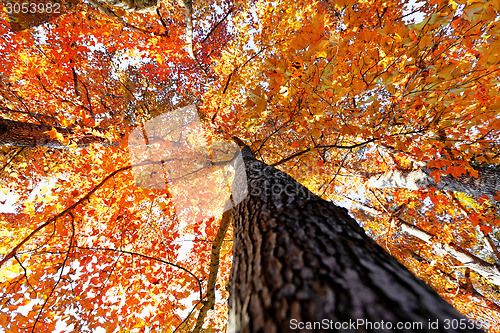 Image of tree in the Fall with the sun shining through 